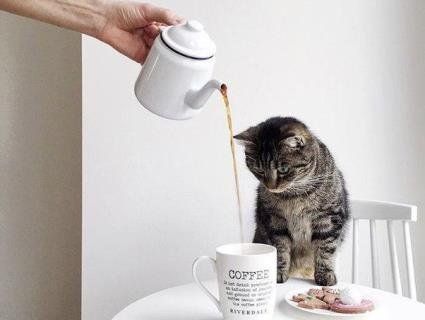 Cats In Instagram бажають «Доброго  недільного ранку!» (фото, відео)