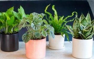 Які кімнатні квіти є небезпечними