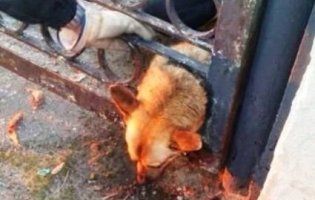 «Думав, що стрункий»: на Дніпропетровщині із діри в паркані визволяли пса (відео)