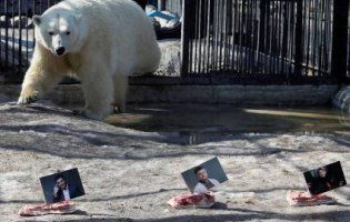 Російська полярна ведмедиця передбачила, хто виграє вибори в Україні (фото)