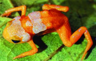 У джунглях Бразилії знайшли унікальний вид жаб-«лампочок» (відео)