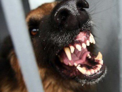 «НП» у Миколаєві: через скаженого дворнягу в місті вводять карантин