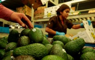 Мексика погрожує Трампу залишити США без авокадо
