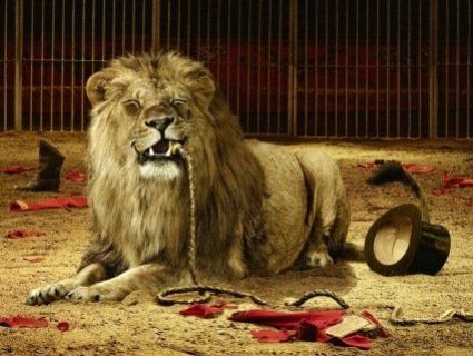 В «ЛНР» на дресирувальника в цирку напав лев (відео)