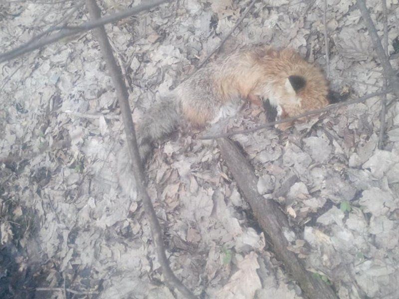 Після обробки полів масово вмирають тварини (фото)