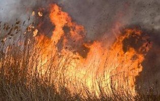 Масштабна пожежа: горіло 40 гектарів очерету