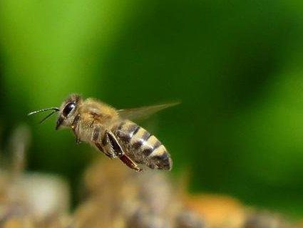В оці жінки виявили чотири живих бджоли