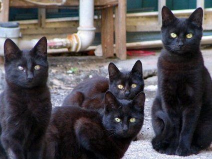 Стара москвичка жила в квартирі із 60 чорними котами (відео)