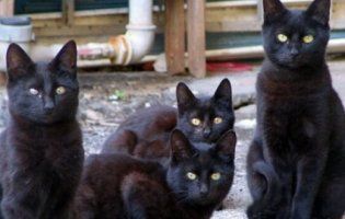 Стара москвичка жила в квартирі із 60 чорними котами (відео)