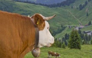 Суд дозволив німецьким коровам ходити із дзвіночками на шиї