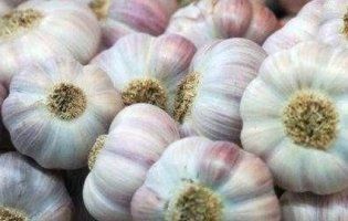 Корисне поруч: часник гальмує вікові зміни у мозку