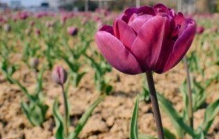 Неймовірна краса: Ужгород перетворили на місто тюльпанів (відео)