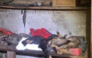 У господарській споруді на Рівненщині виявили сімох мертвих цуценят (відео)