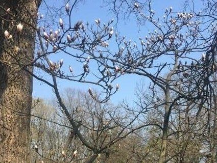 У Чернівцях цвітуть магнолії (відео)