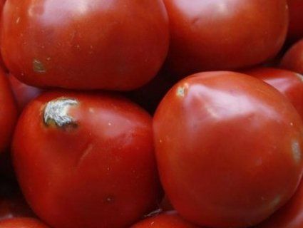 В Україну намагалися завести майже 40 тонн заражених помідорів