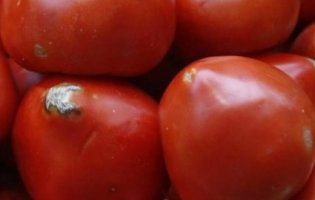 В Україну намагалися завести майже 40 тонн заражених помідорів