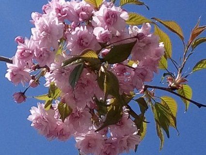 На Волині розцвіли сакури (фото)