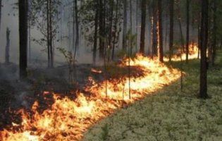 На Волині відомі активісти самостійно гасили пожежу: горіло два кілометри лісу (відео)