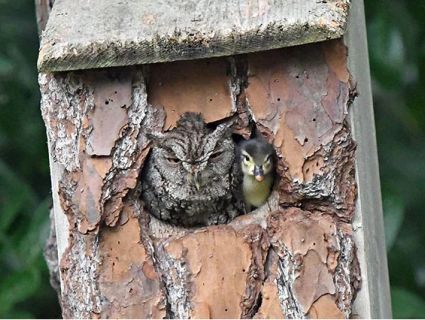 «Милота»: Мережу насмішили сова із каченям в одній шпаківні (фото)