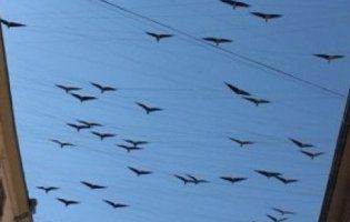 Над Івано-Франківськом «летять» 115 кованих птахів (відео)