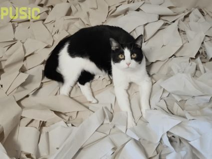 Хазяї зробили коту «ігрову кімнату» зі 100 рулонів туалетного паперу (відео)