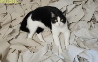 Хазяї зробили коту «ігрову кімнату» зі 100 рулонів туалетного паперу (відео)