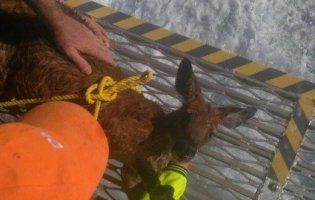 Рибалки врятували кенгуру, який тонув за кілометр від берега (відео)