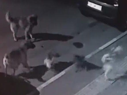 Відчайдушна кицька розігнала зграю агресивних псів (відео)