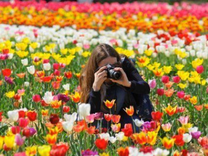 «Волинська Голландія-2019»: повідомили дату тюльпанного фестивалю
