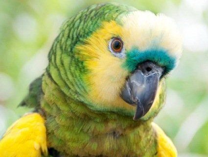 У Бразилії арештували папугу за пособництво наркомафії