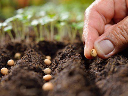 1 травня: коли будете садити насіння, то загадайте бажання