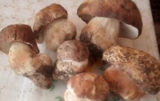 «Гриби-пасхальники»: на Закапатті уже збирають боровики (фото)