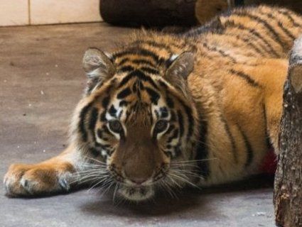 «Хороша дитинка»: тигреняті Тріші з Луцького зоопарку виповнилося два роки (фото)