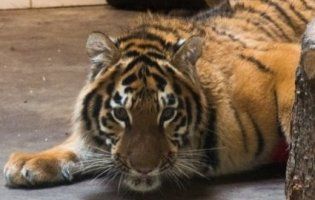 «Хороша дитинка»: тигреняті Тріші з Луцького зоопарку виповнилося два роки (фото)