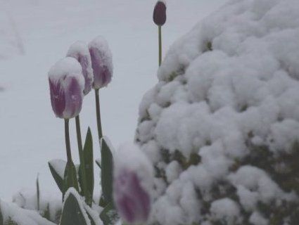 Травневий снігопад: замело південь Бельгії (фото, відео)
