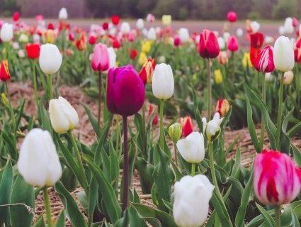 Goodbye «Волинська Голландія»: як зрізали тюльпанову красу (відео)