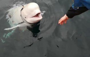 Загублений у морі iPhone власникові повернув…кит (відео)