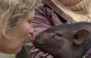 На Кіровоградщині з пащі сторожового пса врятували міні-піга (відео)