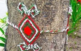 На Тернопіллі деревам одягли вишиванки (фото, відео)