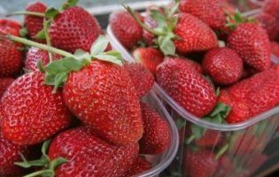 В Україні через заморозки і дощі ягоди будуть в дефіциті: скільки вартуватиме перша полуниця