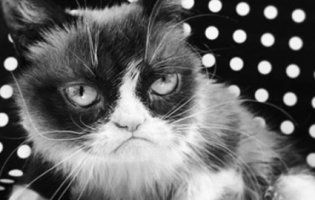 Померла легендарна сердита кішка Grumpy Cat