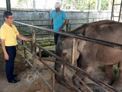 Слоненя замордували на смерть на потіху туристам