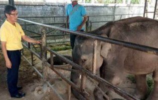 Слоненя замордували на смерть на потіху туристам