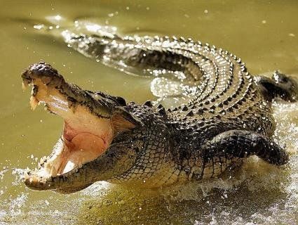Голими руками зловив крокодила (відео)
