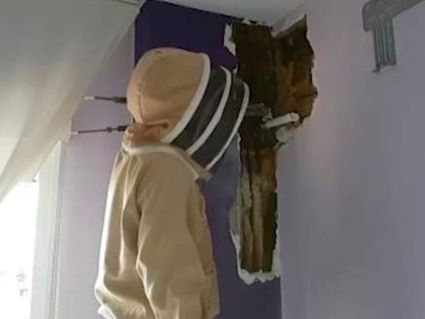 Подружжя два роки прожило з 80 тисячами живих бджіл в спальні