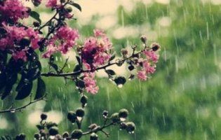 24 травня: якщо сьогодні йде дощ, то ще сорок днів будуть дощовими