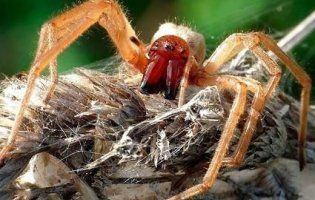 У Києві українську ведучу вкусив небезпечний павук