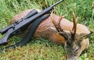 На Волині браконьєри застрелили молодих оленів