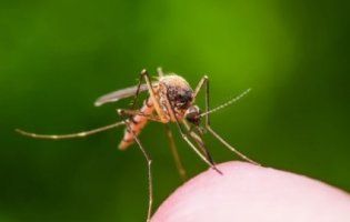 Це потрібно кожному: як захиститися від укусів комарів