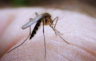 Волинян заїдають комарі (фото, відео)